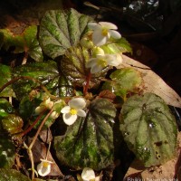 Begonia tenera Dryand.
